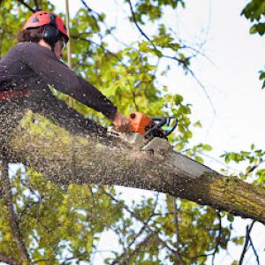 Top-Notch Tree Service