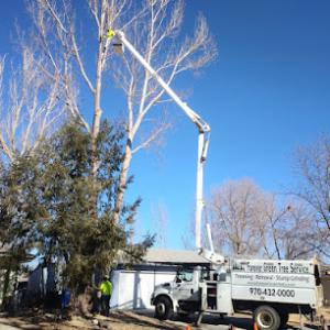 Forever Green Tree Service