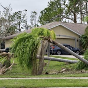 Tree Squad Pembroke Pines