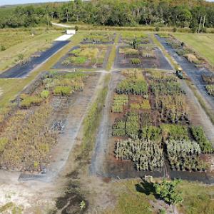 Natives of Corkscrew (Nursery + Environmental)