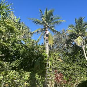 Blue Collar Broke Trees