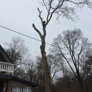 United Tree Service