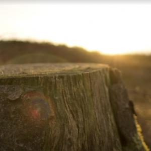 Pearland Tree Service