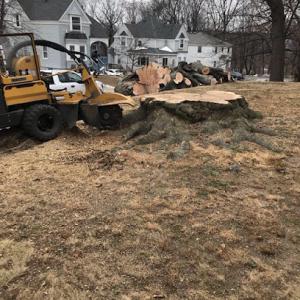 Devo's Tree & Stump removal