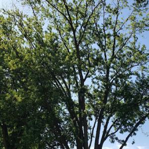 Jackson Arbor & Outdoor Services