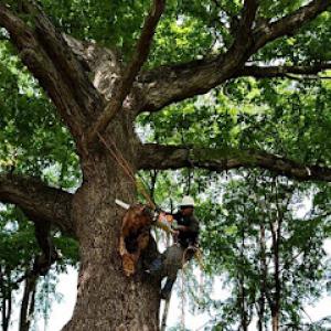 Cuevas WNC Tree Services