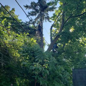 Tree Service Logitech