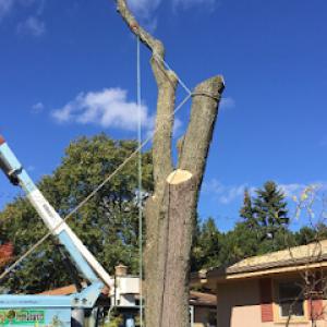 Cutting Edge Tree Service