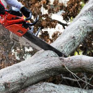 CJ Tree Service