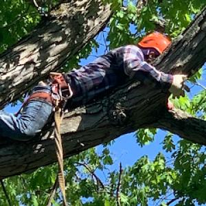 Branching Out Tree Service & Landscaping