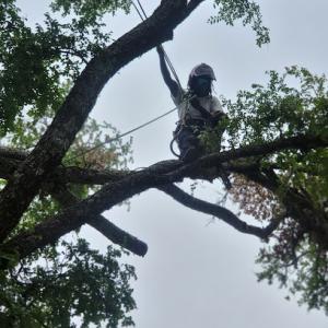 Elevent Landscaping/Tree Services