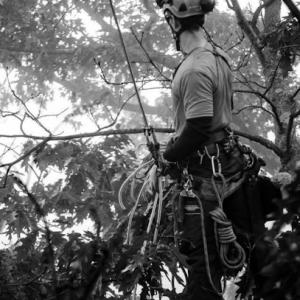 Morvin Tree Pruning