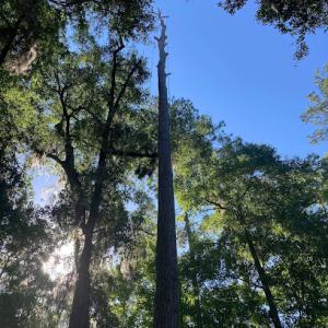 Rope Access Tree Service