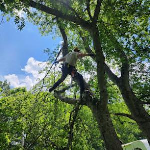 Affordable Tree Service TN