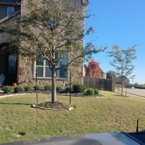 Mario's Stump Grinding & Tree Service