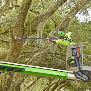 Georgetown Tree Services