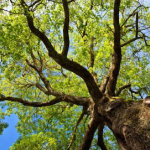 Robinson Tree Service Memphis