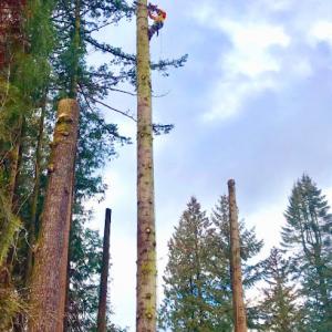 Alameda-Tree-Services-Landscaping.negocio.site