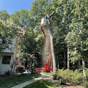 Ismael's Tree Service