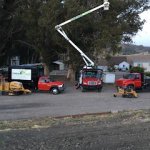 Dreamland Tree Service