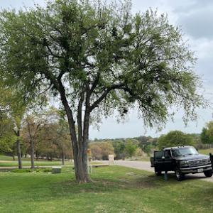 Steve's Tree Service