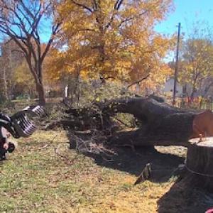 91Tree 81Sticks Tree Service