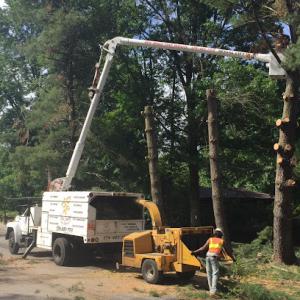 New Image Tree Services