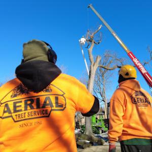 Aerial Tree Service