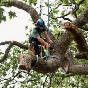 Lee Friend's Tree Service