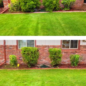 Tree service & Handyman