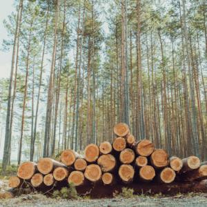 Shelton Tree Service