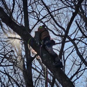 Chair Force Stump & Tree Service