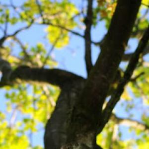 Tree Service Greenville