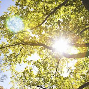 Glinski Tree Service