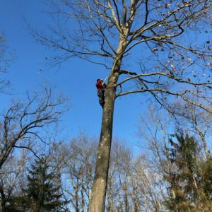 Reed's Tree Service & GC