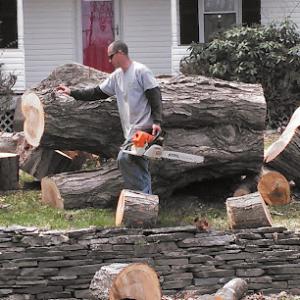 All affordable tree service by Damon