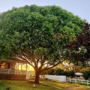 Family Tree Services