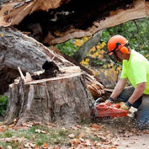 Price Is Right Tree & Landscape Care