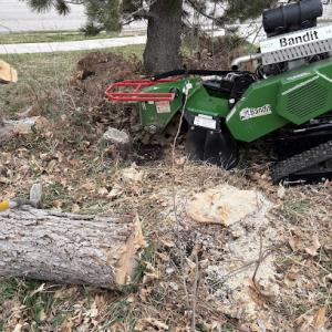 Precision Stump Grinding