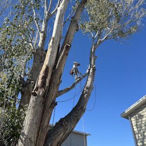 Busy Bee Tree Service