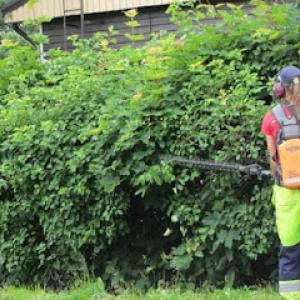 Helena Hedge Trimming