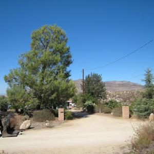 Pines to palms tree & landcare