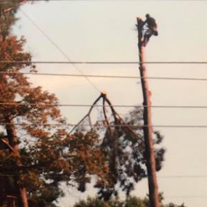 Parker's Tree Service