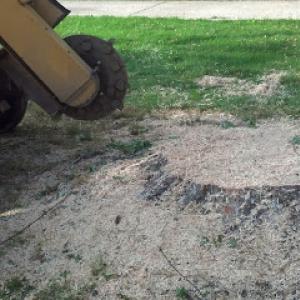 Jr Vasquez Tree Service