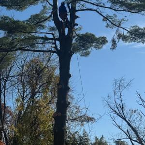 Estuardo Tree Service