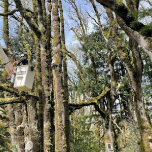 Associated Arborists