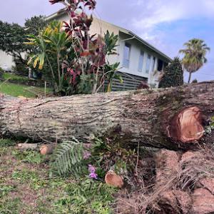 Sorianos Tree Service