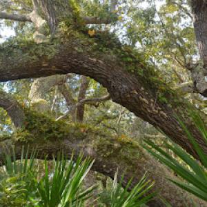 Andrew Tellone Tree Service