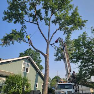 Humble Tree Services