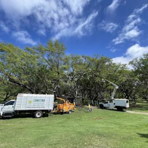 Tahitian Tree Services